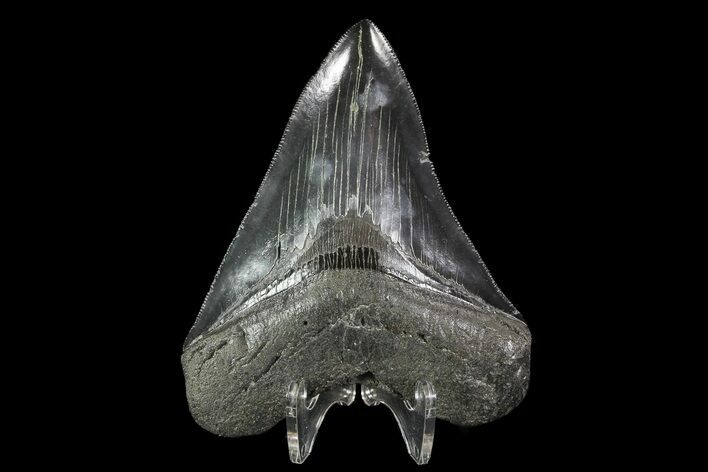 Serrated, Fossil Megalodon Tooth - Georgia #82725